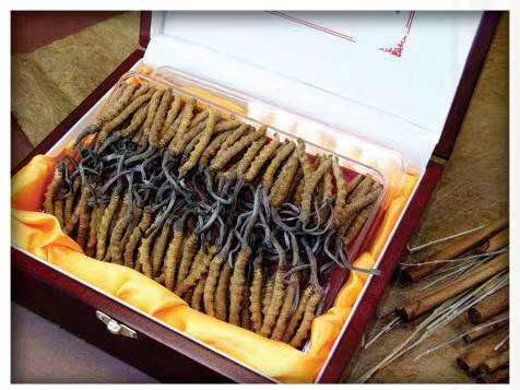 端州冬虫夏草回收